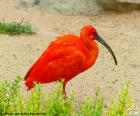 Красный ибис, родом из Южной Америки и национальной птицей Тринидада и Тобаго